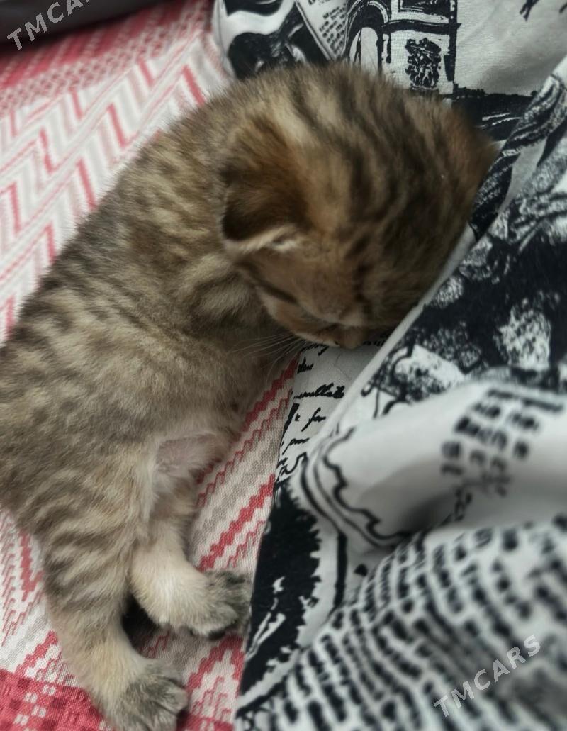 веслоухие котята - Ашхабад - img 5