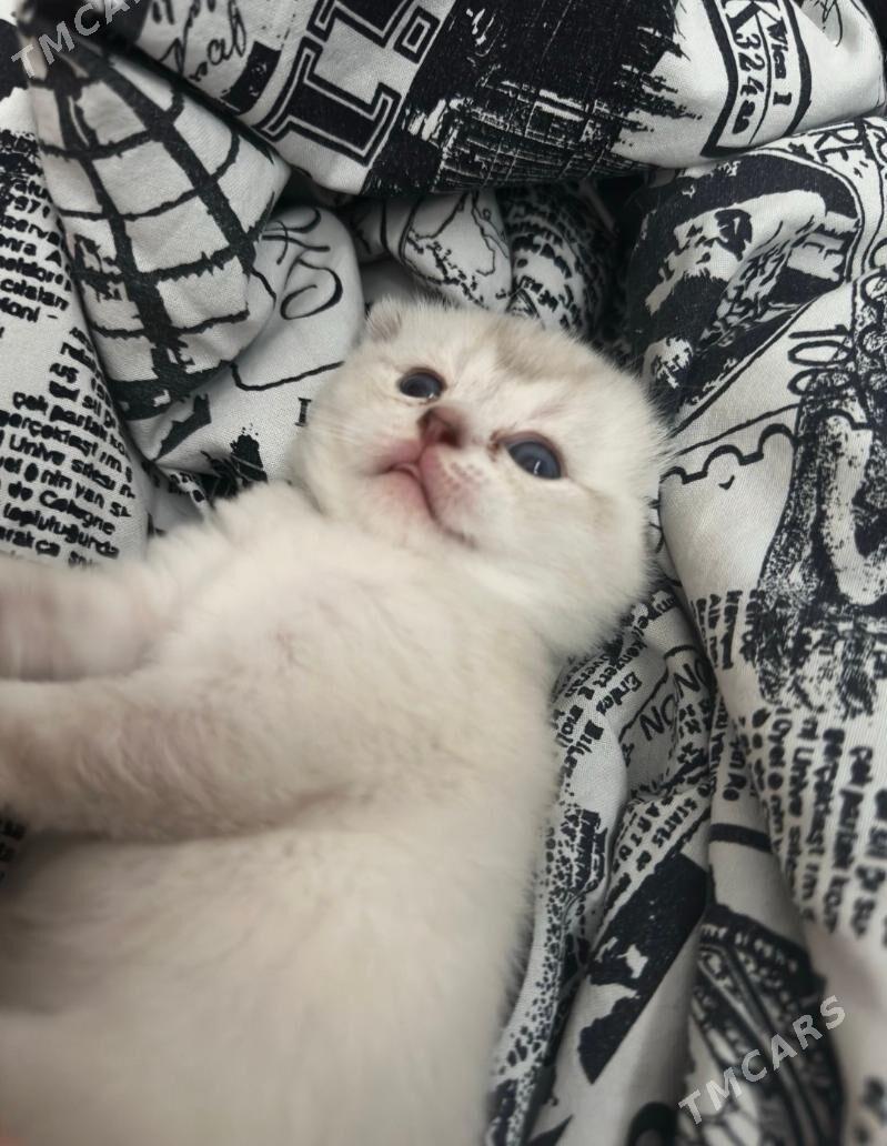 веслоухие котята - Ашхабад - img 8