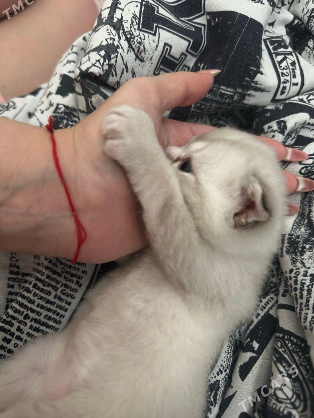 веслоухие котята - Ашхабад - img 6