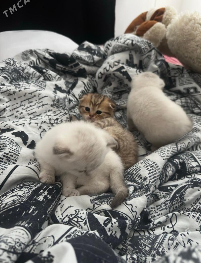 веслоухие котята - Ашхабад - img 7