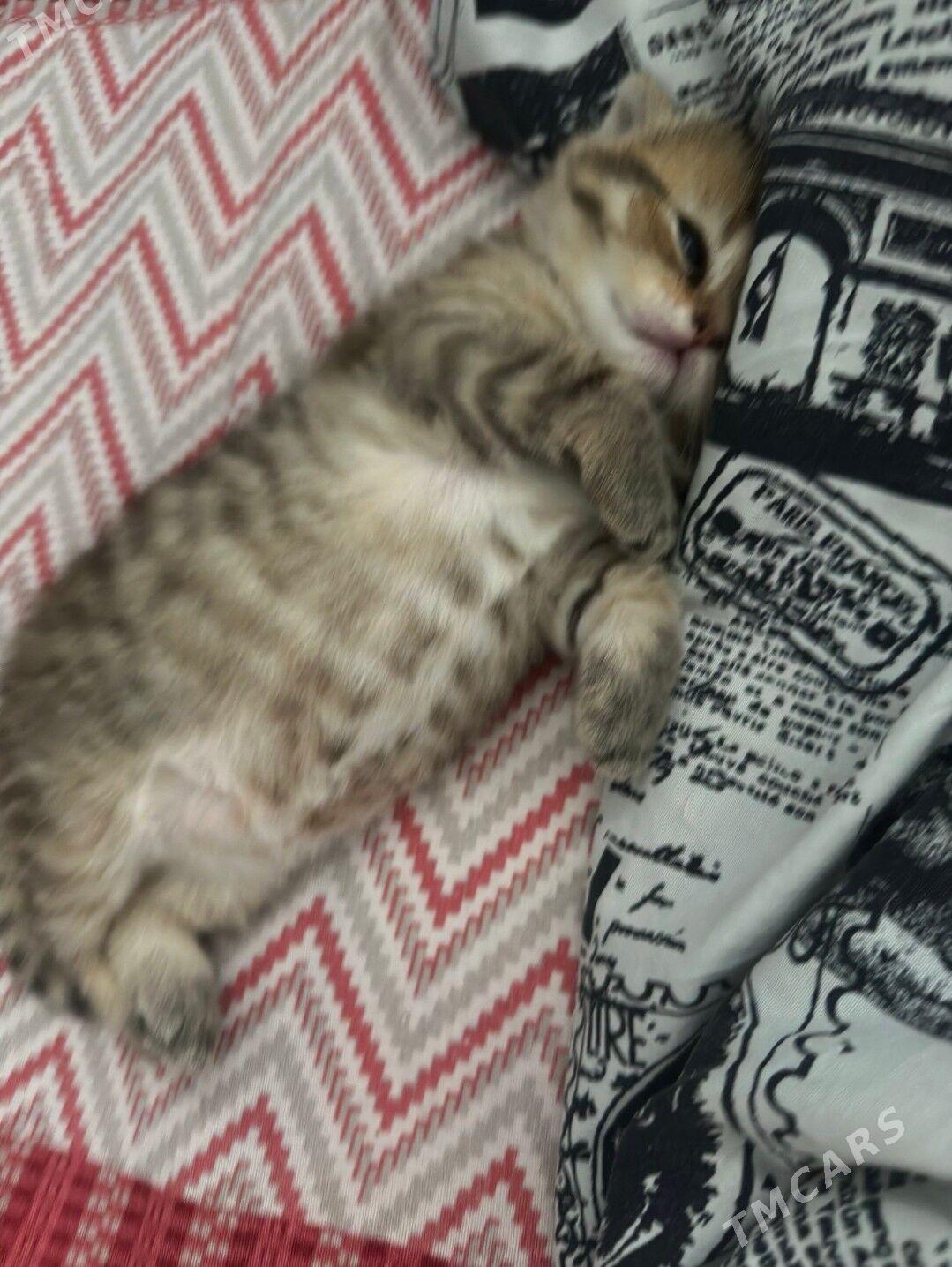 веслоухие котята - Ашхабад - img 3