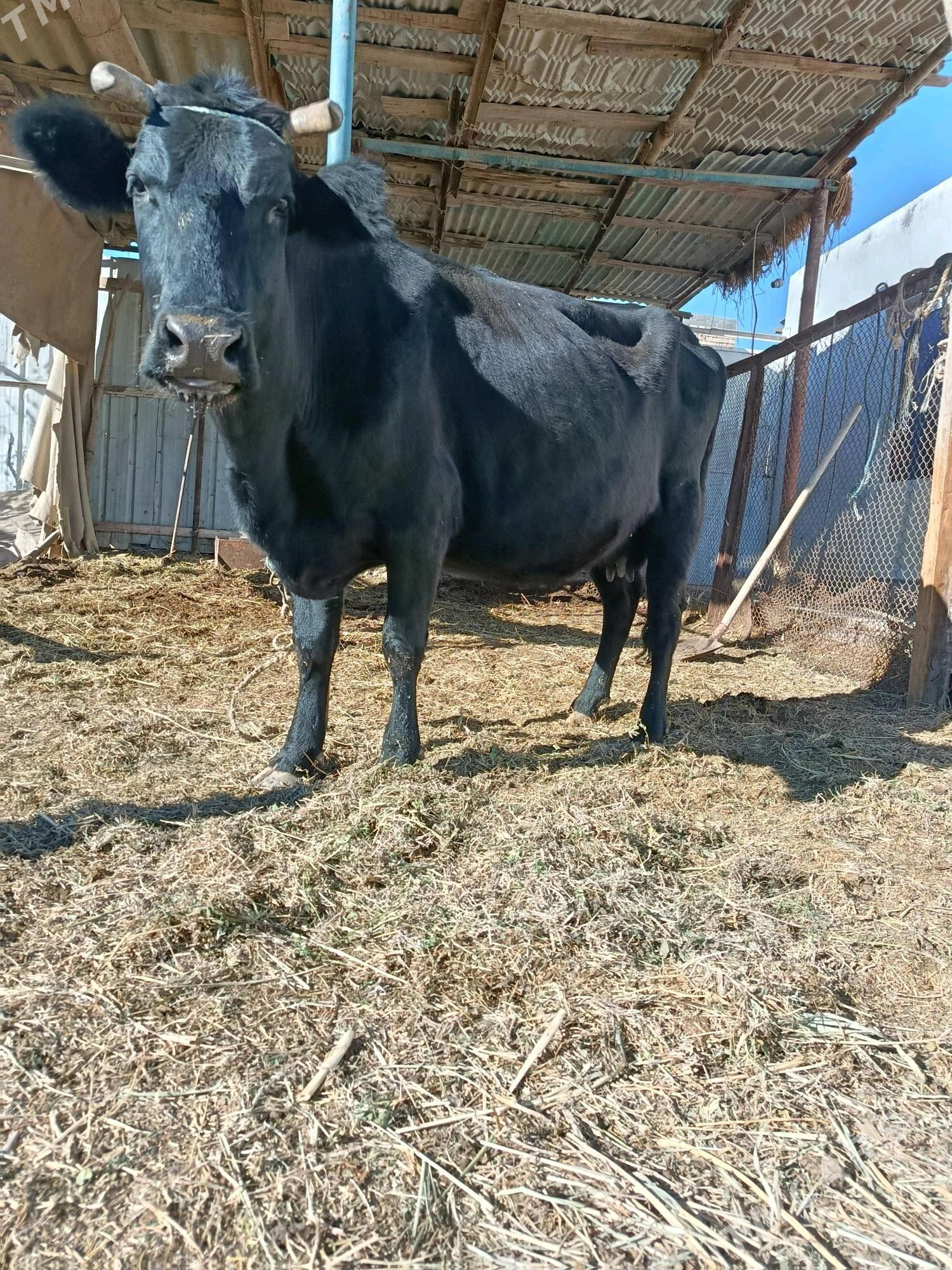 yetik. bogaz. - Туркменабат - img 1