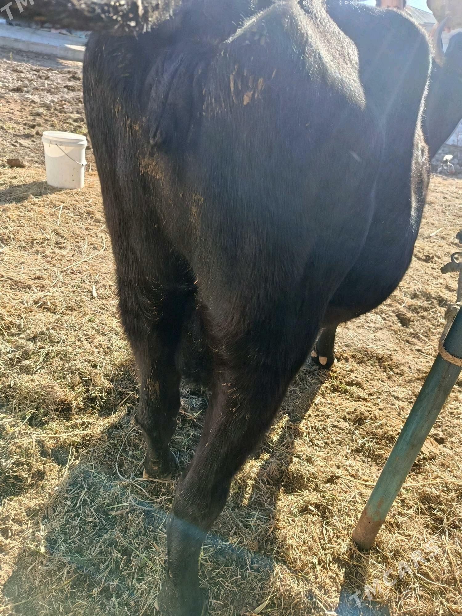 yetik. bogaz. - Туркменабат - img 3