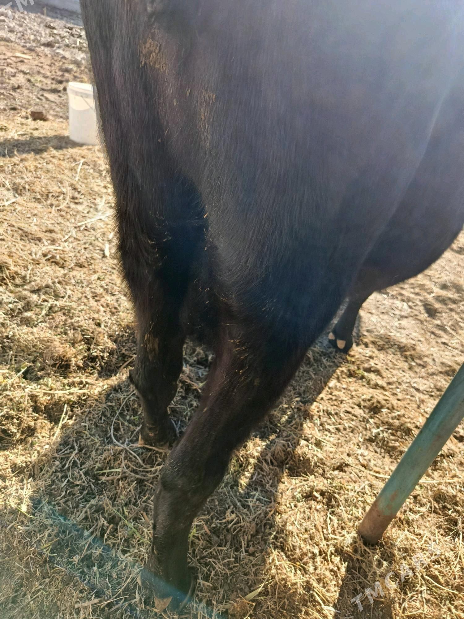 yetik. bogaz. - Туркменабат - img 4