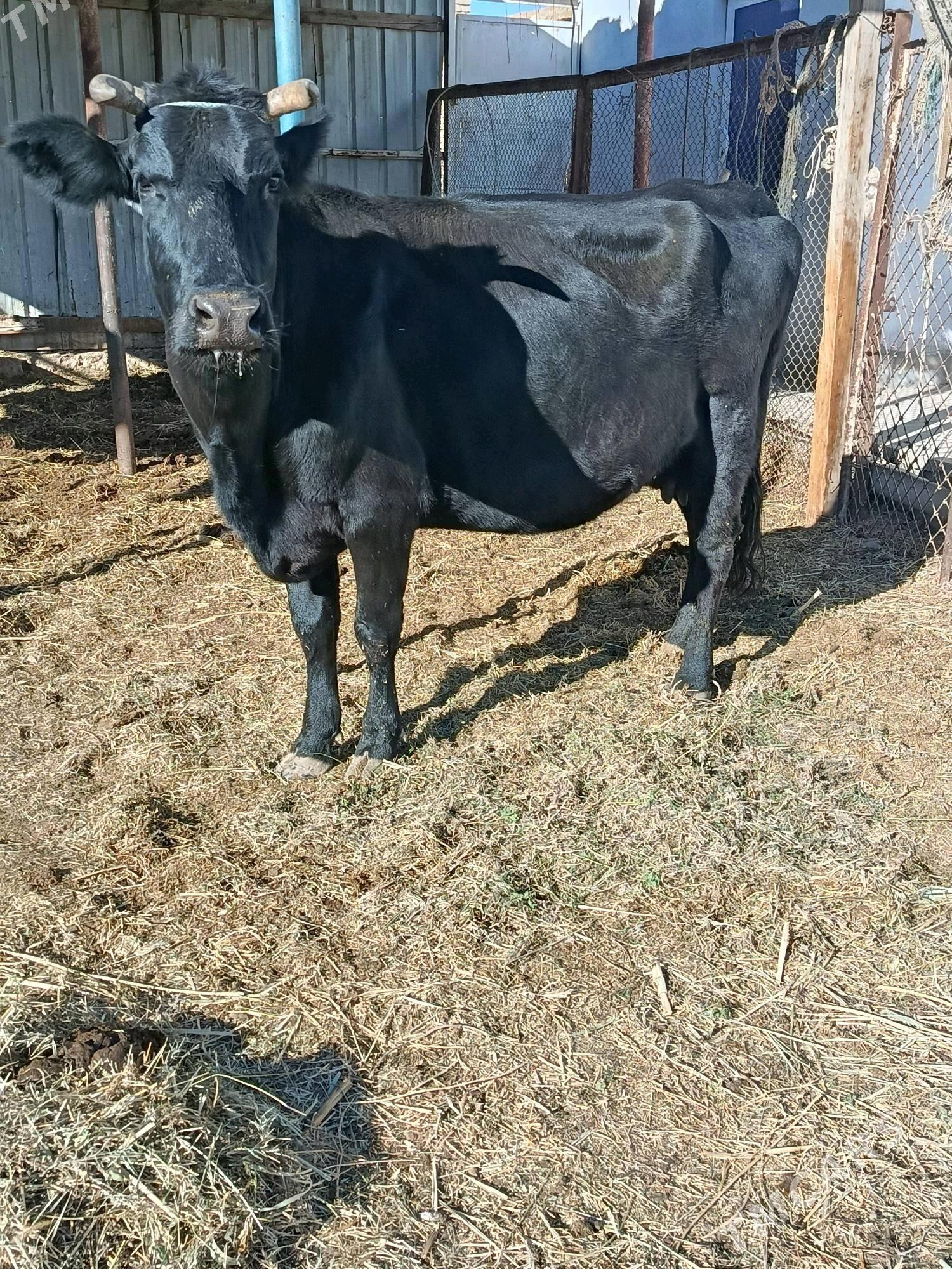 yetik. bogaz. - Туркменабат - img 2