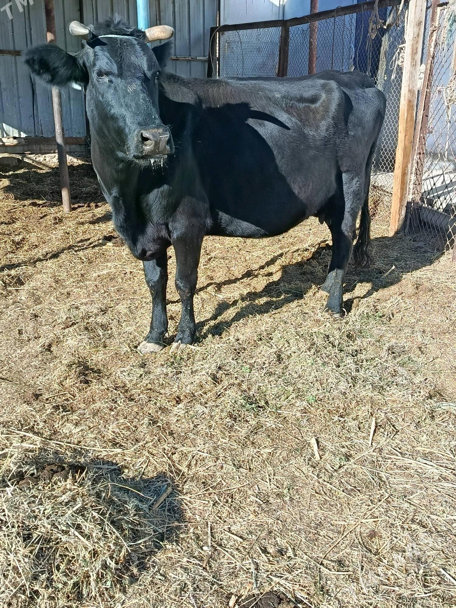 yetik. bogaz. - Туркменабат - img 5