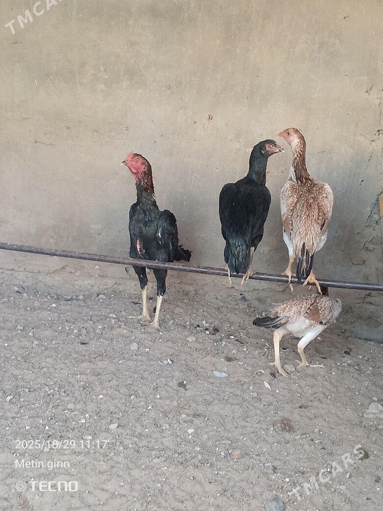 bayes - Murgap - img 5