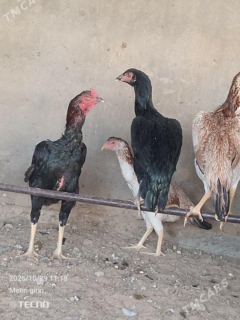 bayes - Murgap - img 4