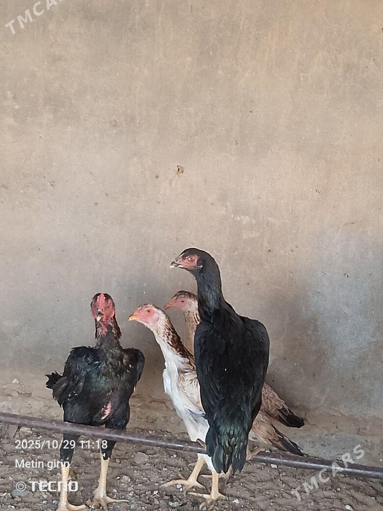 bayes - Murgap - img 3