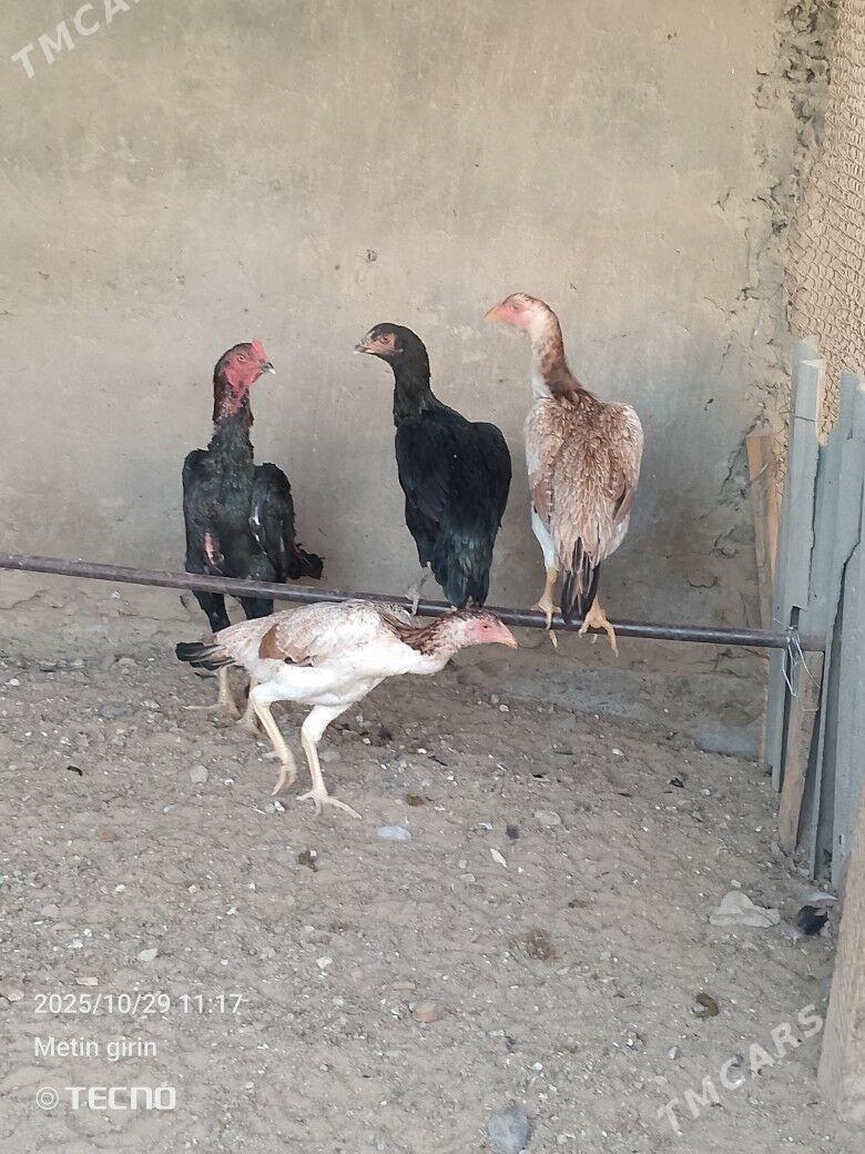 bayes - Murgap - img 2