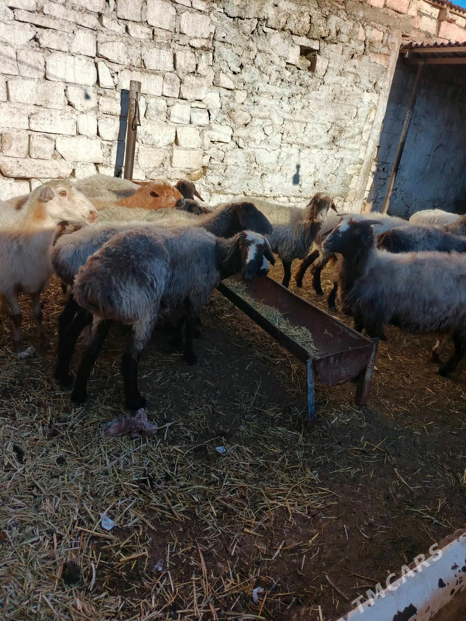 goyunlar - Балканабат - img 2