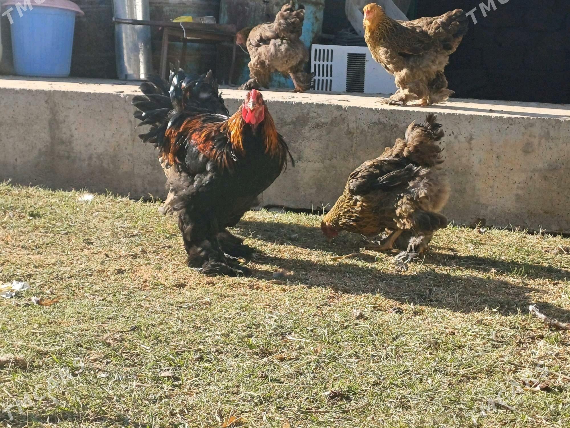 Brama Gold - Чоганлы - img 2