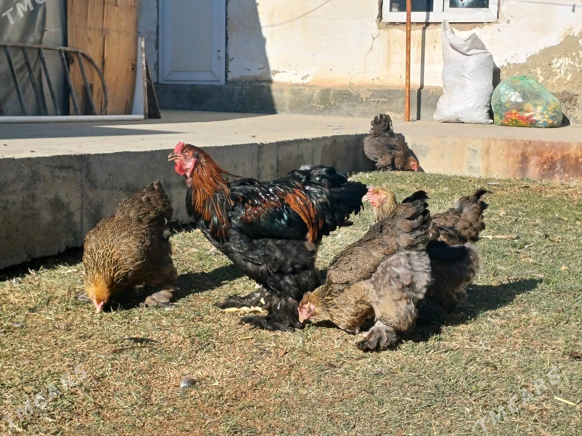 Brama Gold - Чоганлы - img 4