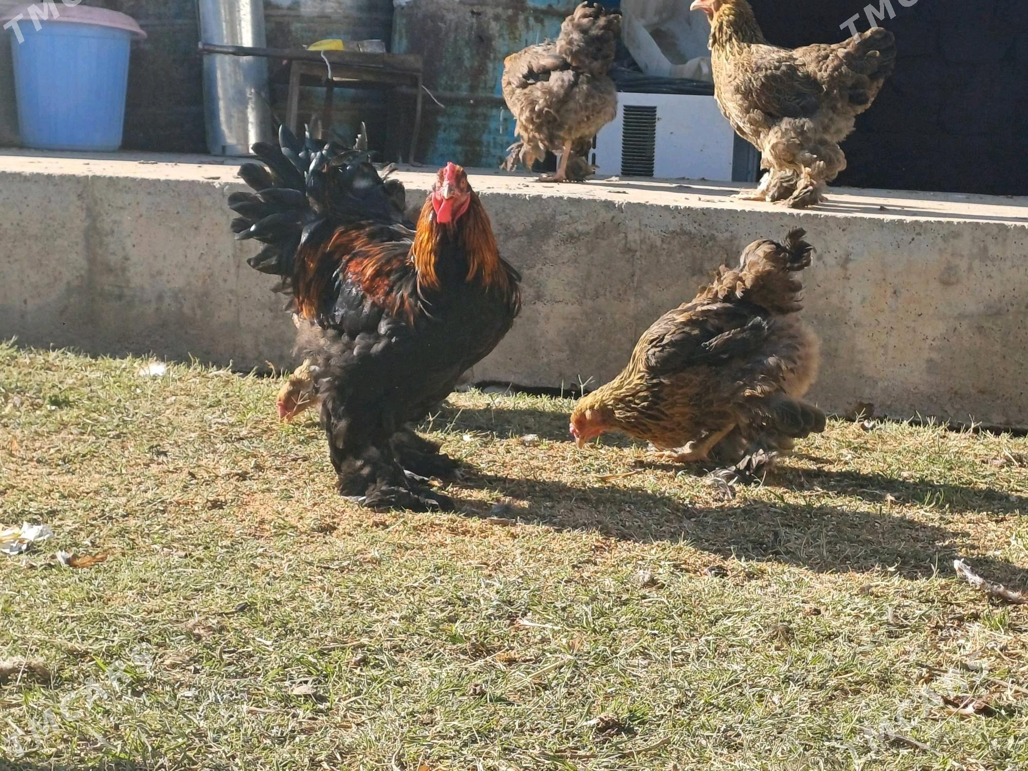 Brama Gold - Чоганлы - img 3