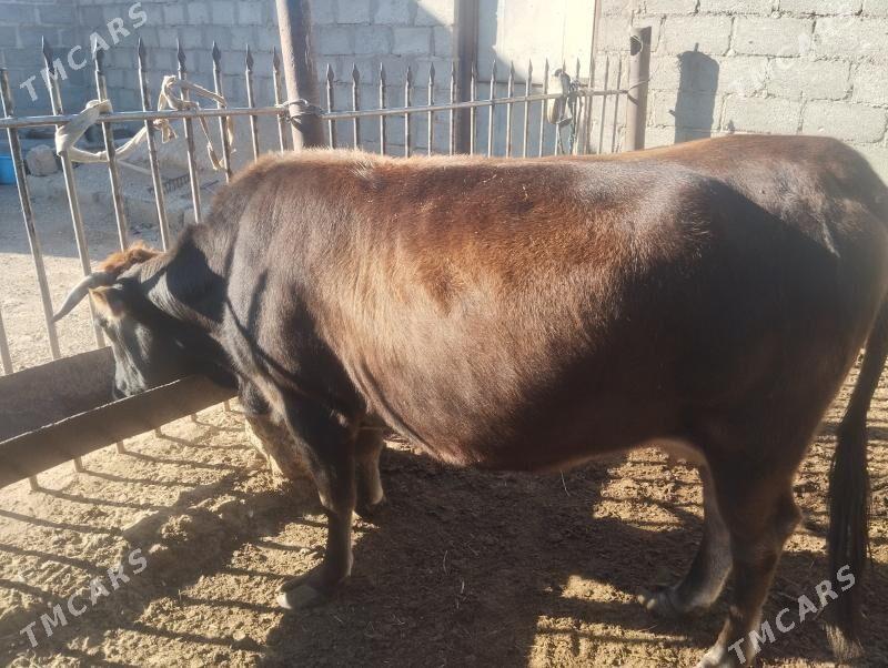 sygyr - Гумдаг - img 2