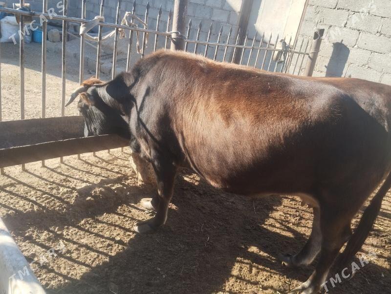 sygyr - Гумдаг - img 3