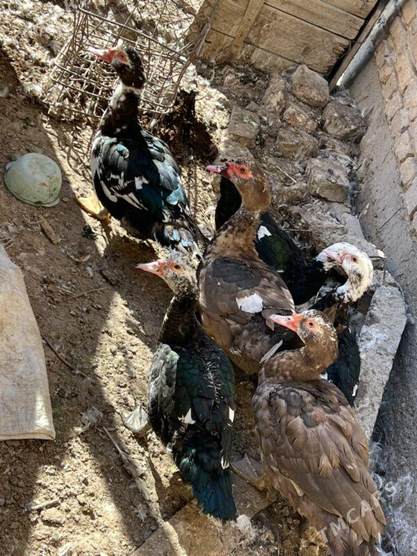 ordekler - Туркменабат - img 3