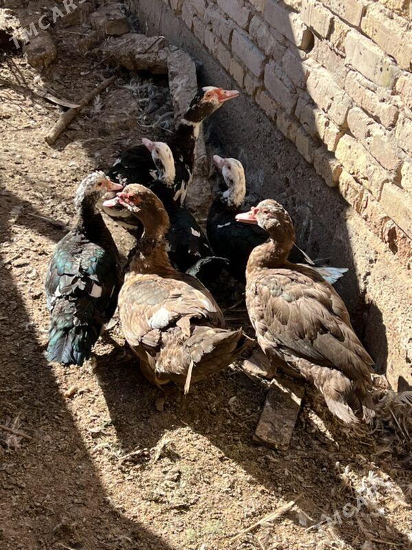 ordekler - Туркменабат - img 4