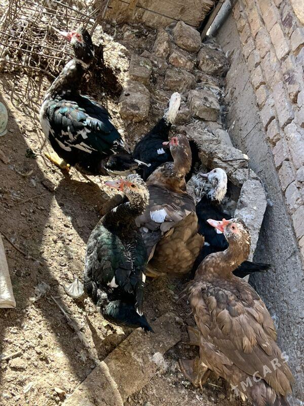 ordekler - Туркменабат - img 6