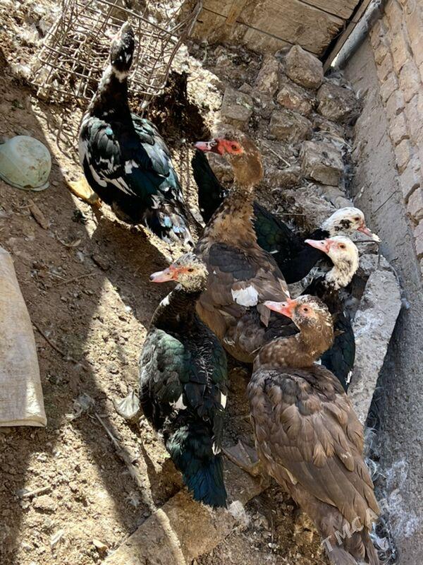 ordekler - Туркменабат - img 2