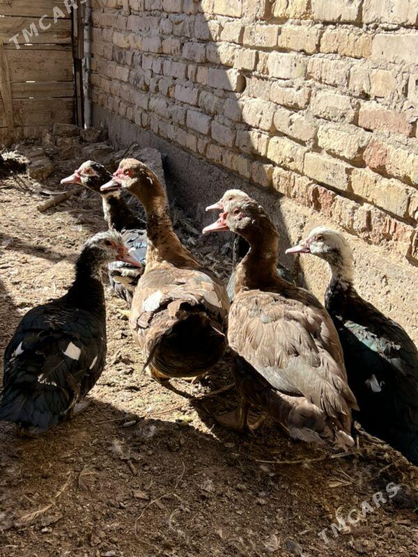 ordekler - Туркменабат - img 7