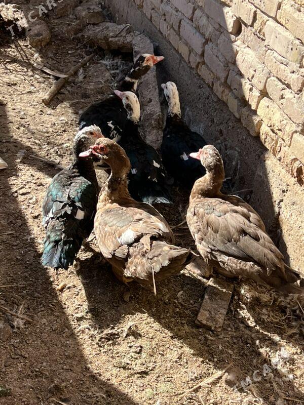 ordekler - Туркменабат - img 5