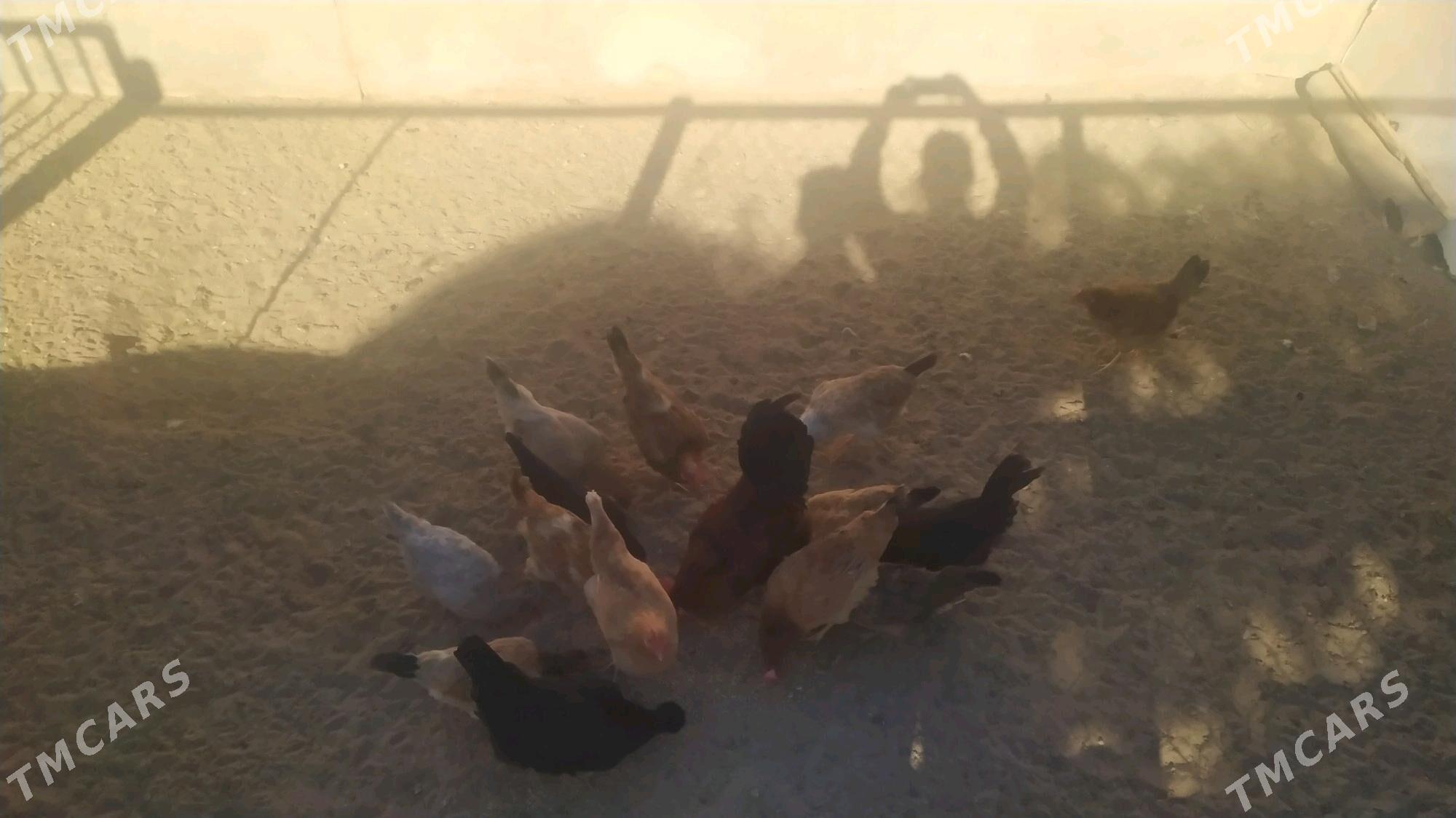 towuk - Балканабат - img 2