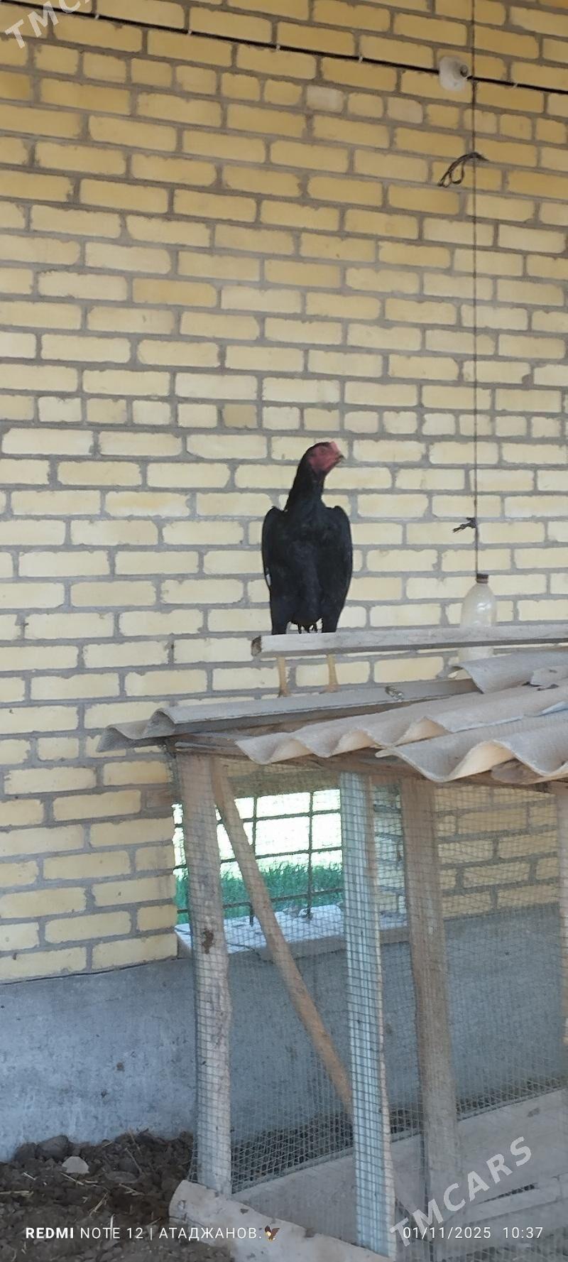 Horaz - Чарджоу - img 3