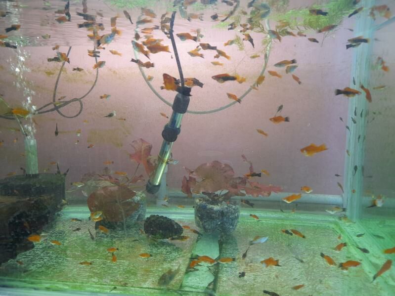 аквариумные рыбки - Çärjew - img 8