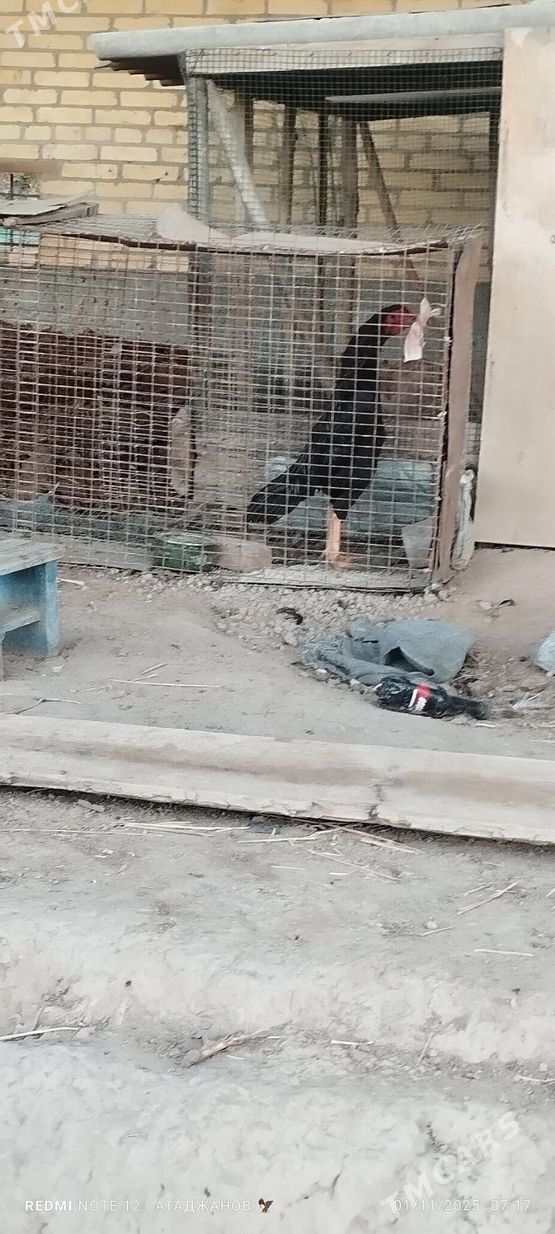 Horaz - Чарджоу - img 4