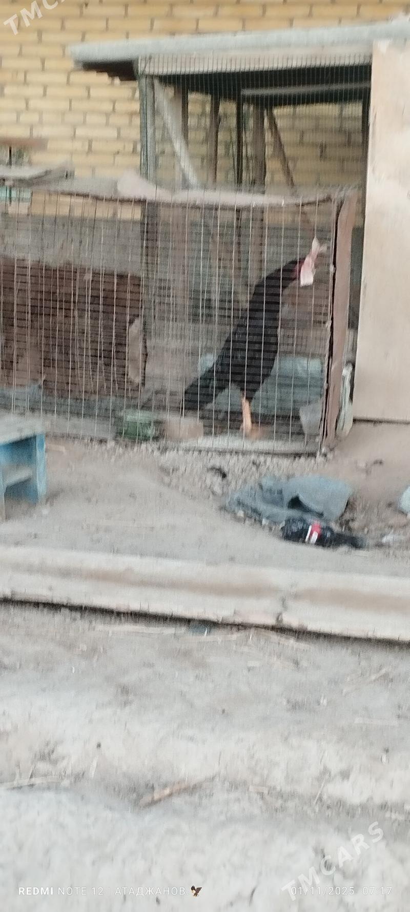 Horaz - Чарджоу - img 5