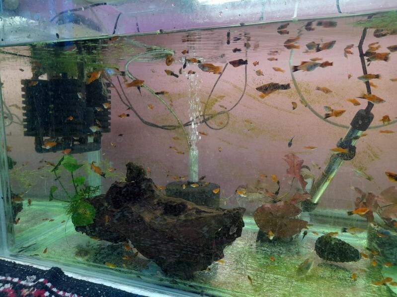 аквариумные рыбки - Çärjew - img 7