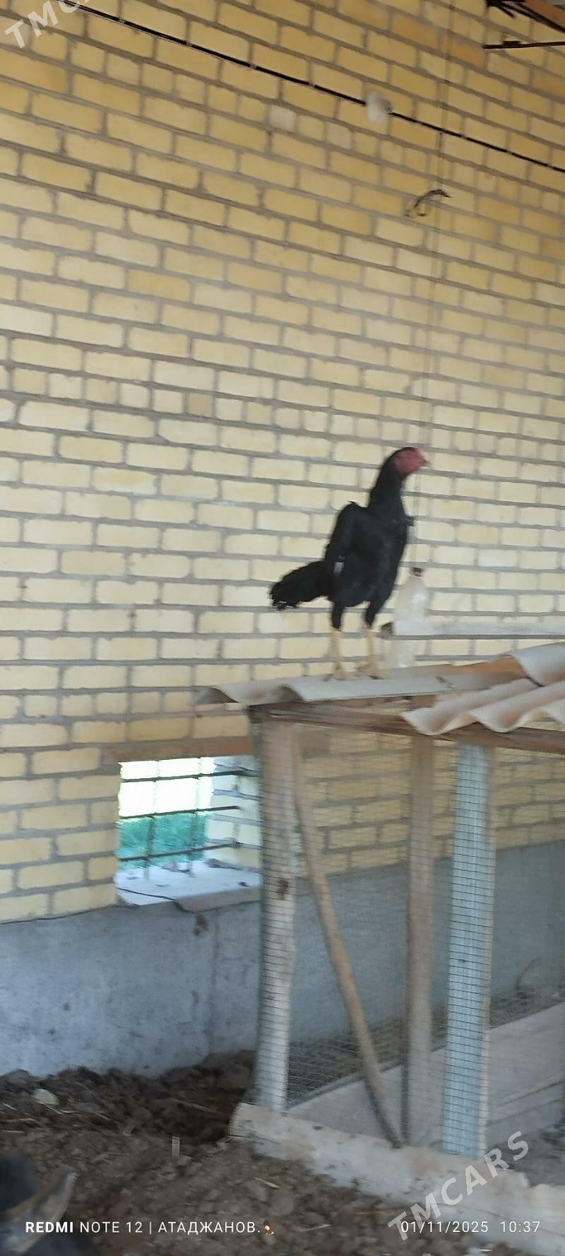 Horaz - Чарджоу - img 2