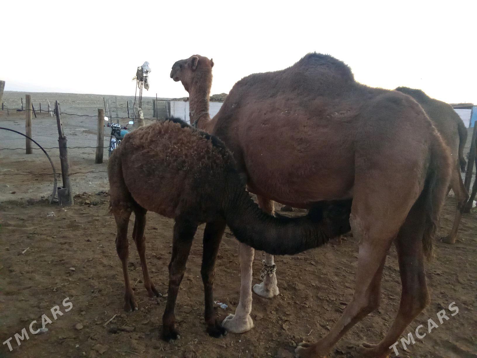 Torumly duye - Bereket - img 2