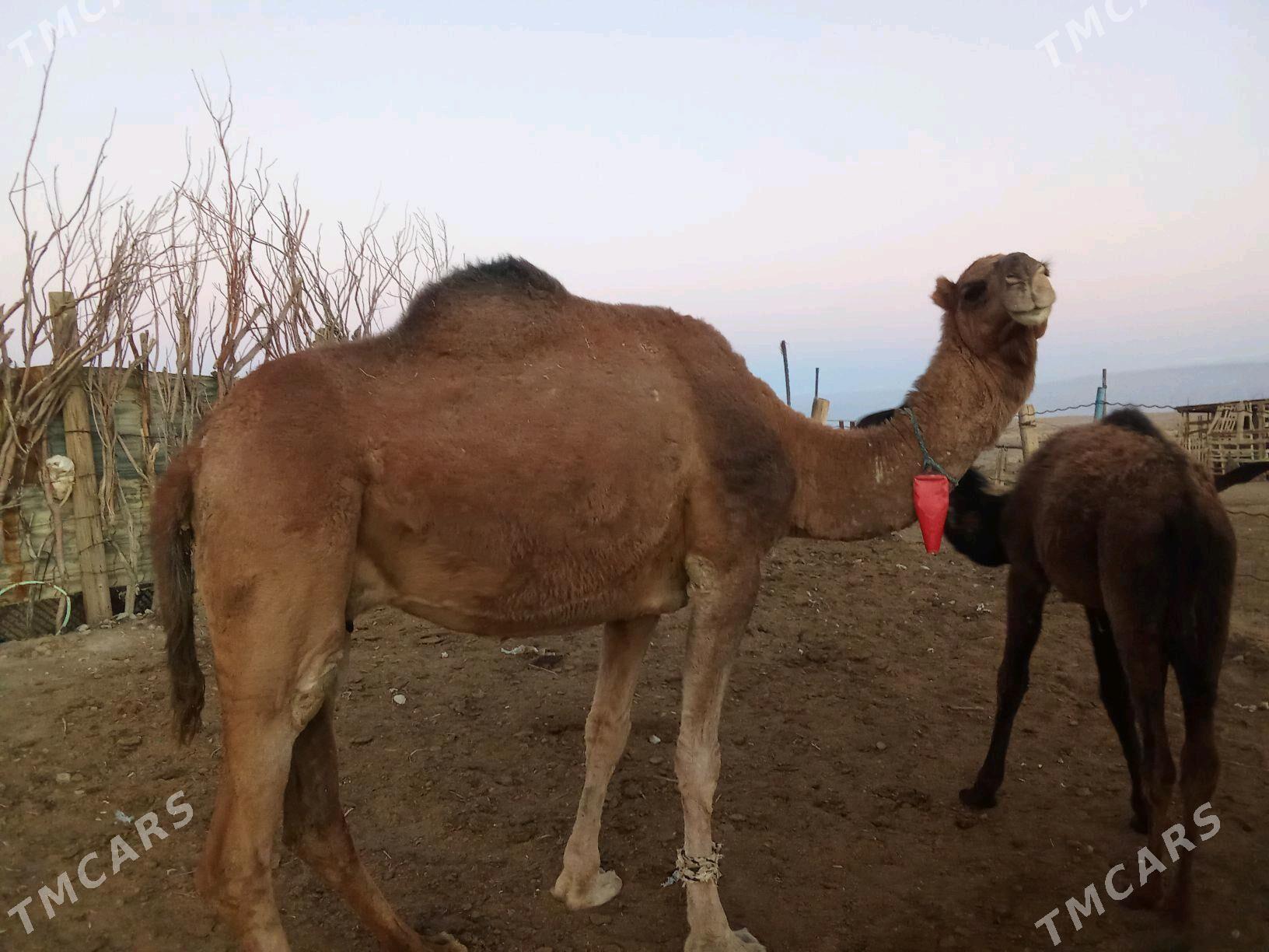 Torumly duye - Bereket - img 3