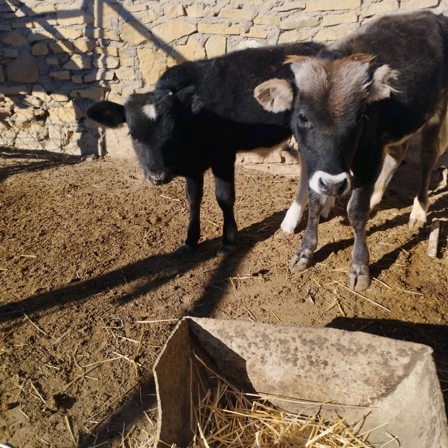 Gölgeli sygyr - Esenguly - img 7