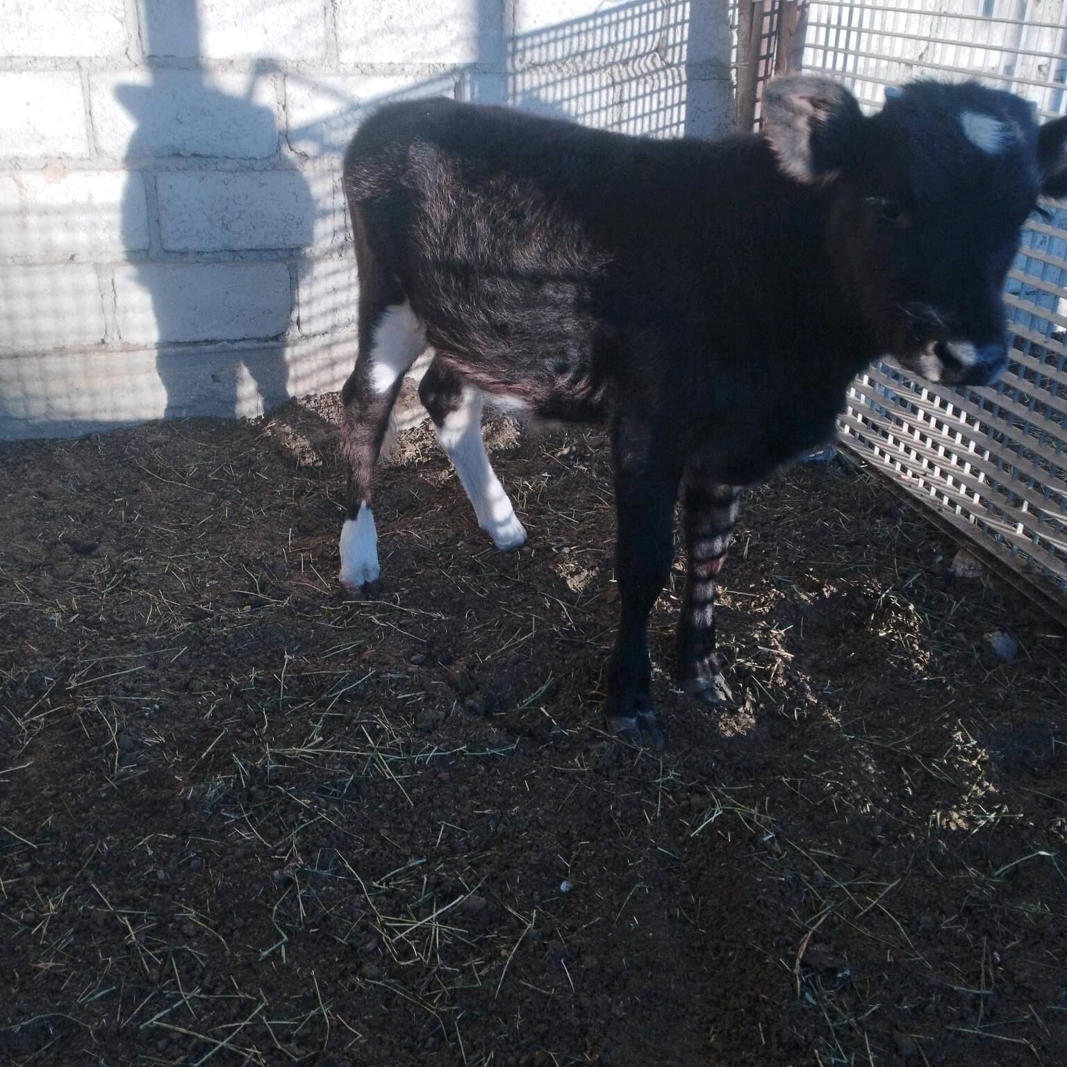 Gölgeli sygyr - Esenguly - img 8