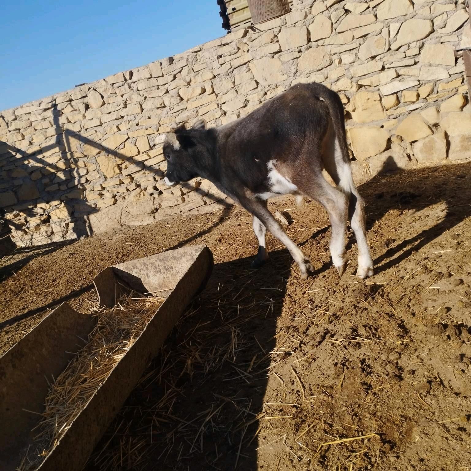 Gölgeli sygyr - Esenguly - img 9