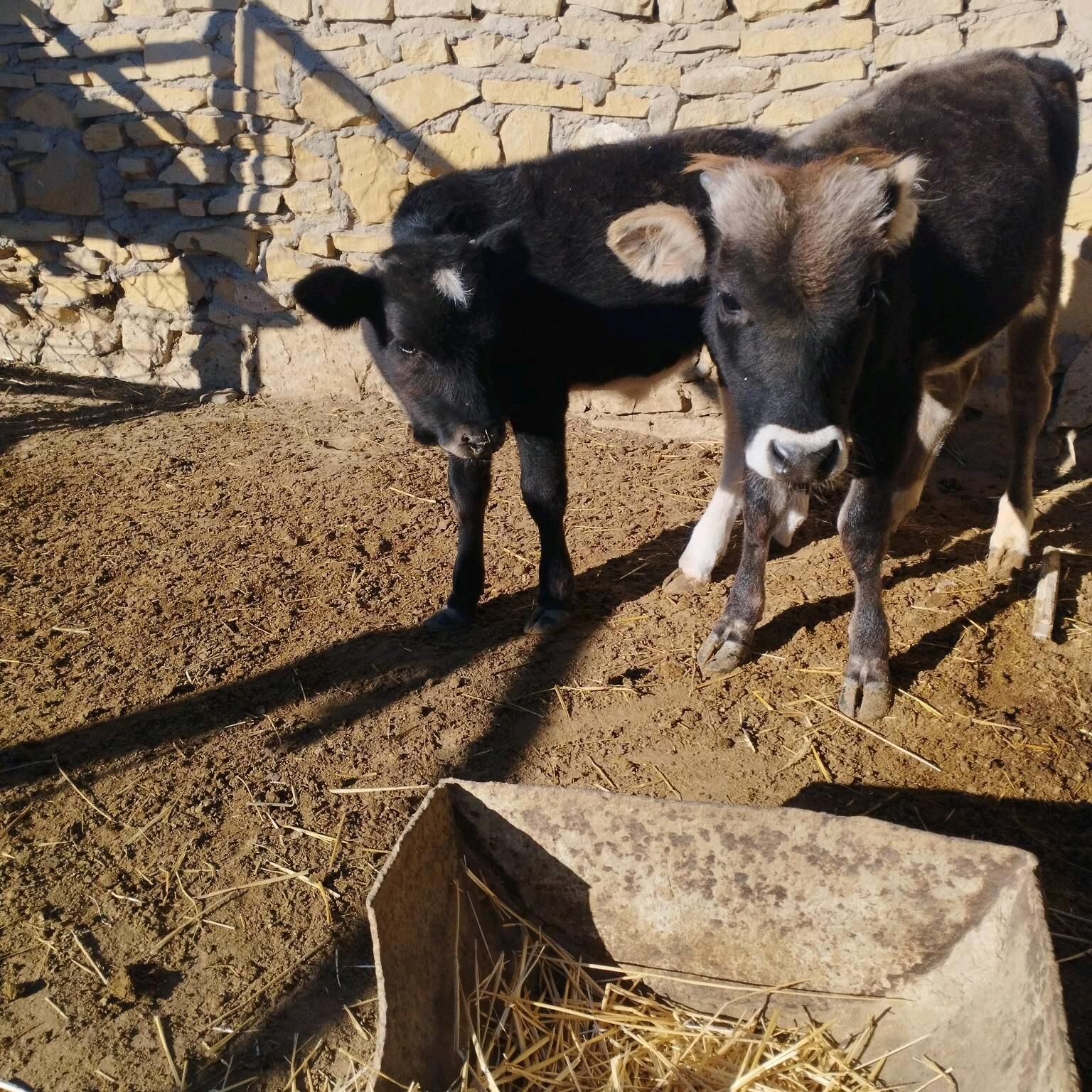 Gölgeli sygyr - Esenguly - img 5