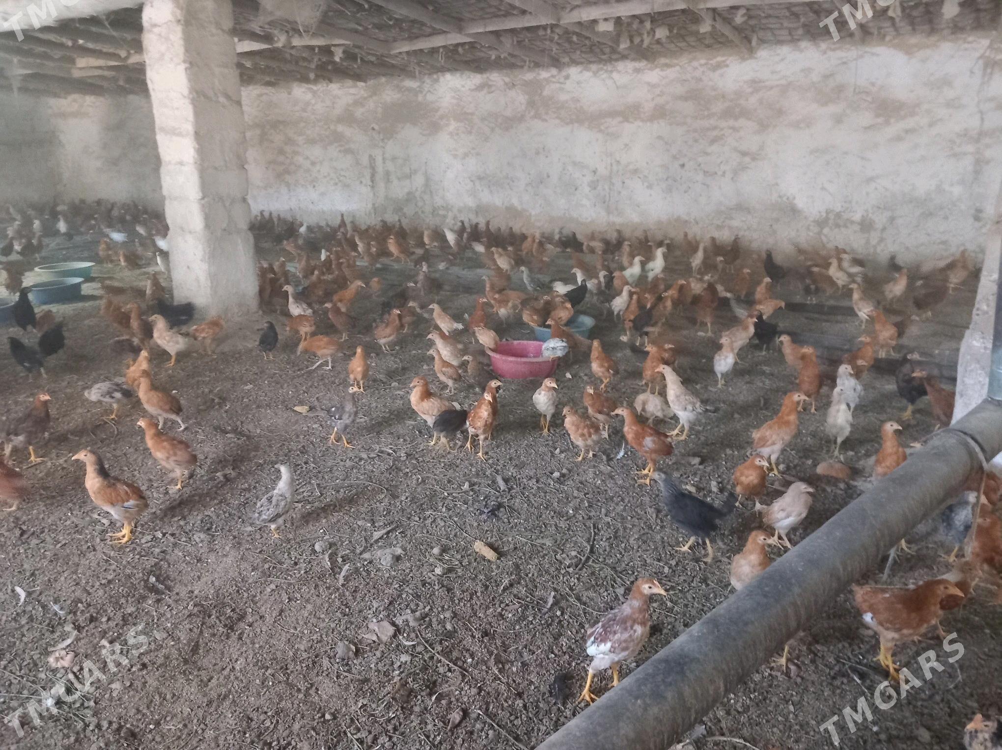 Товук жуже - Бахарден - img 2