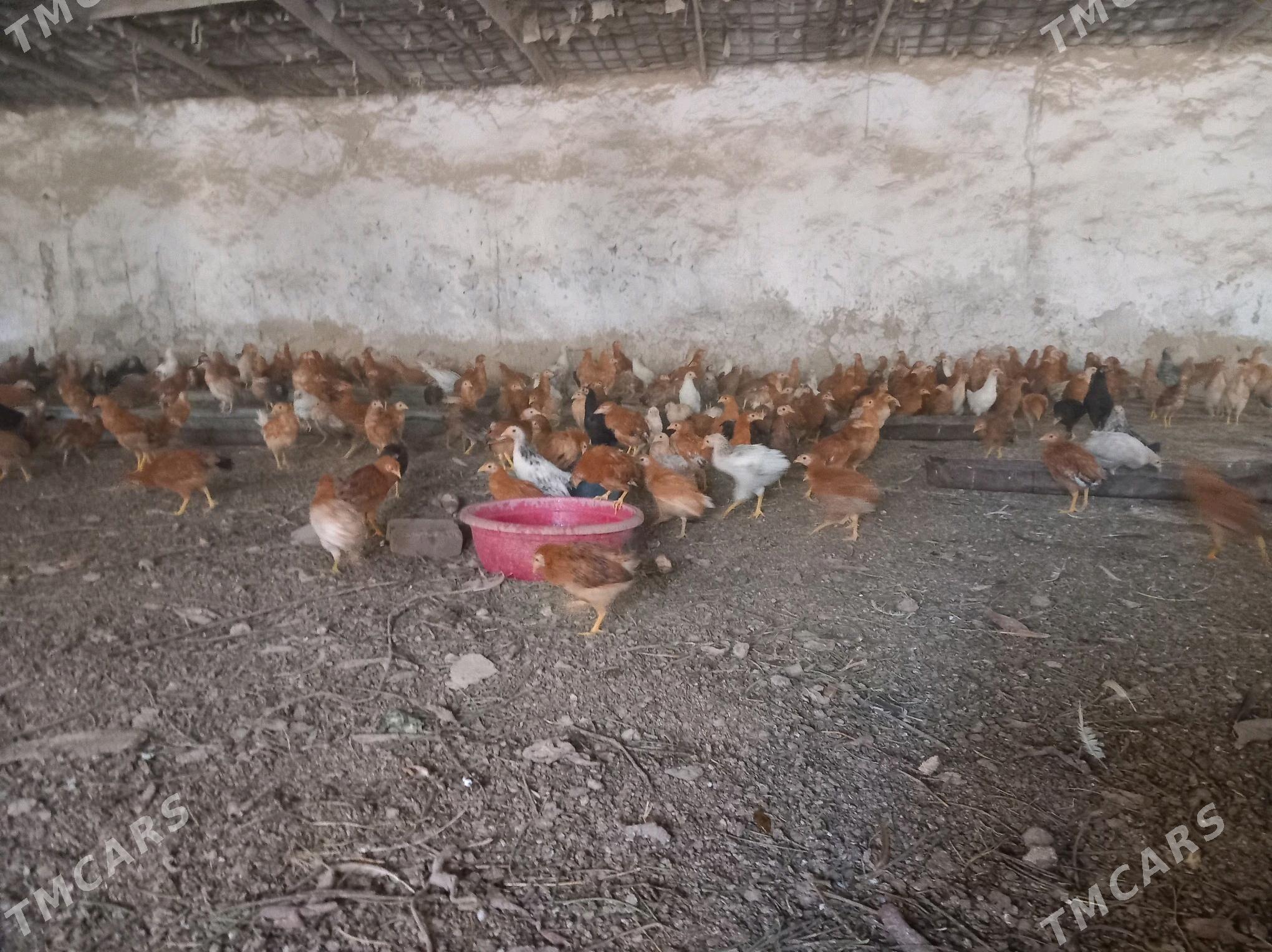 Товук жуже - Бахарден - img 3