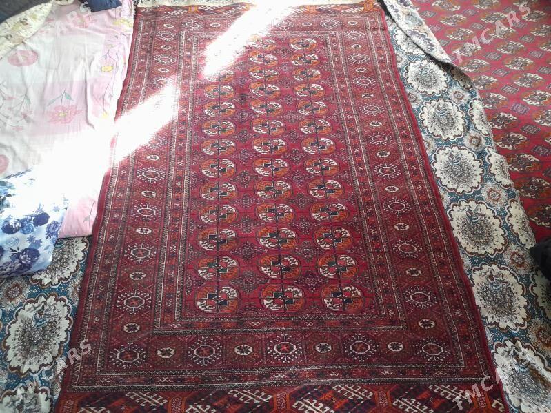 el haly arassaja - Murgap - img 1