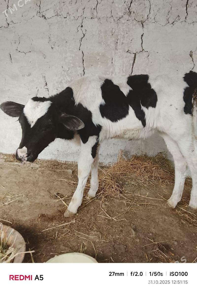 ökiž - Бахарден - img 1