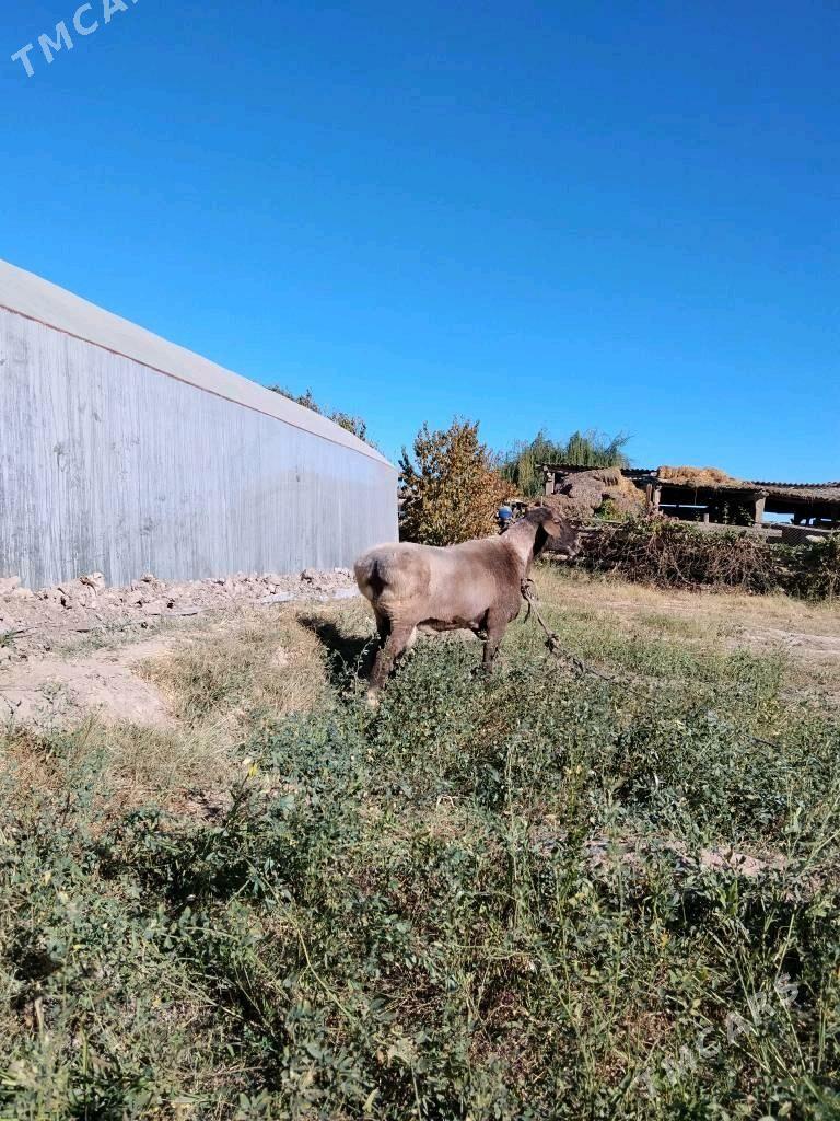Гоч Гисар - Чарджоу - img 1