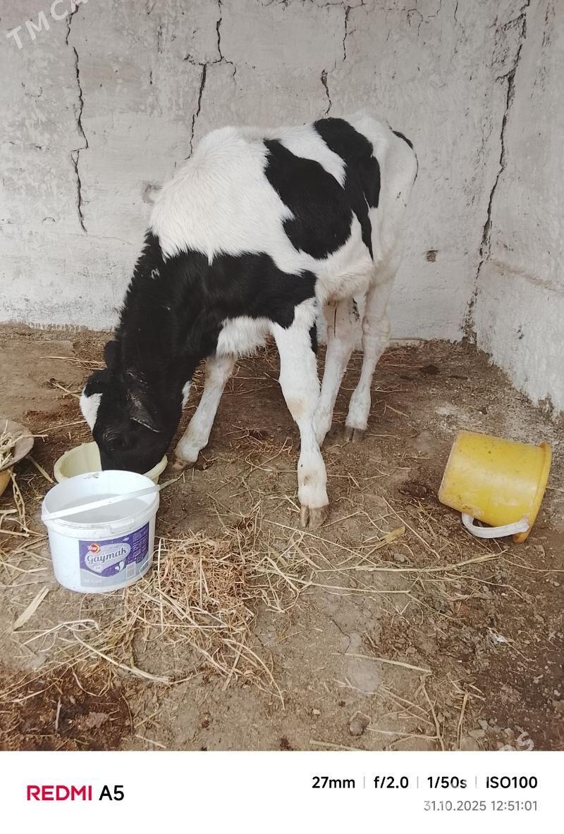 ökiž - Бахарден - img 3