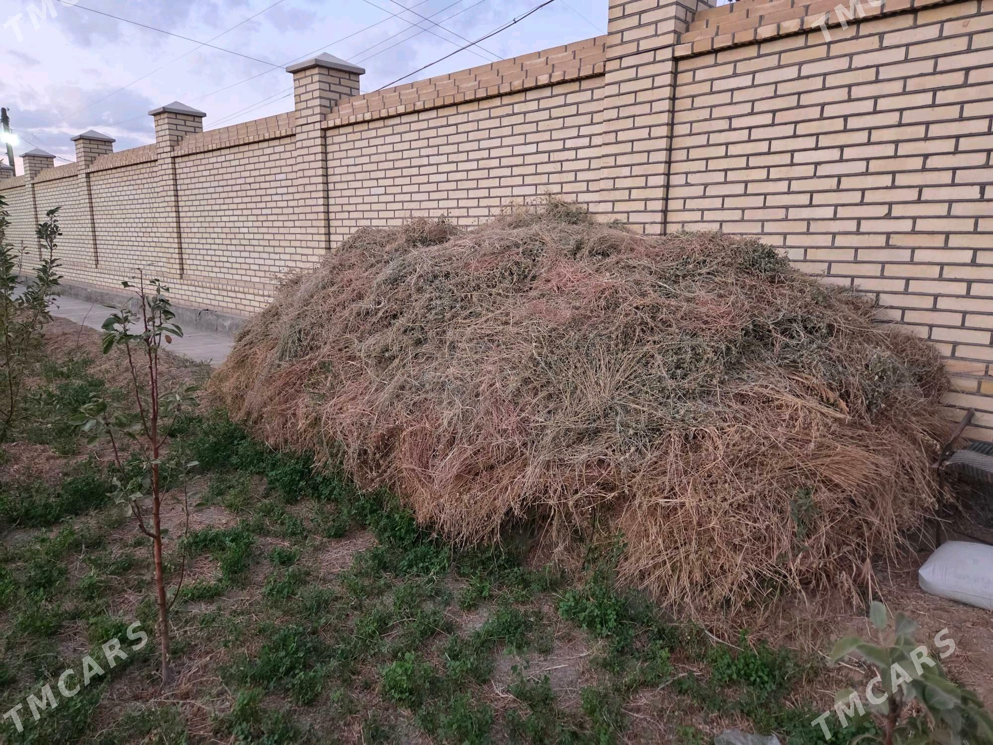 yorunja - Mary - img 1