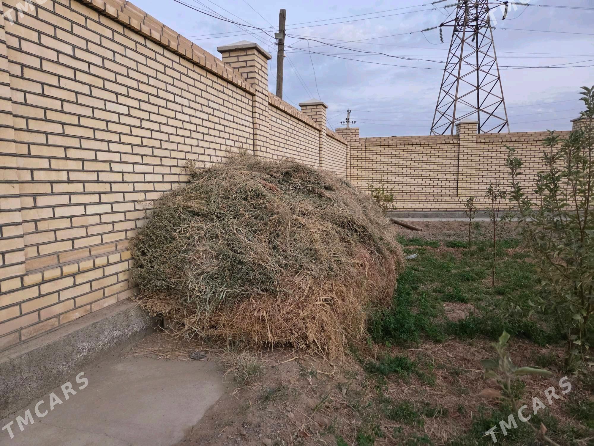 yorunja - Mary - img 2