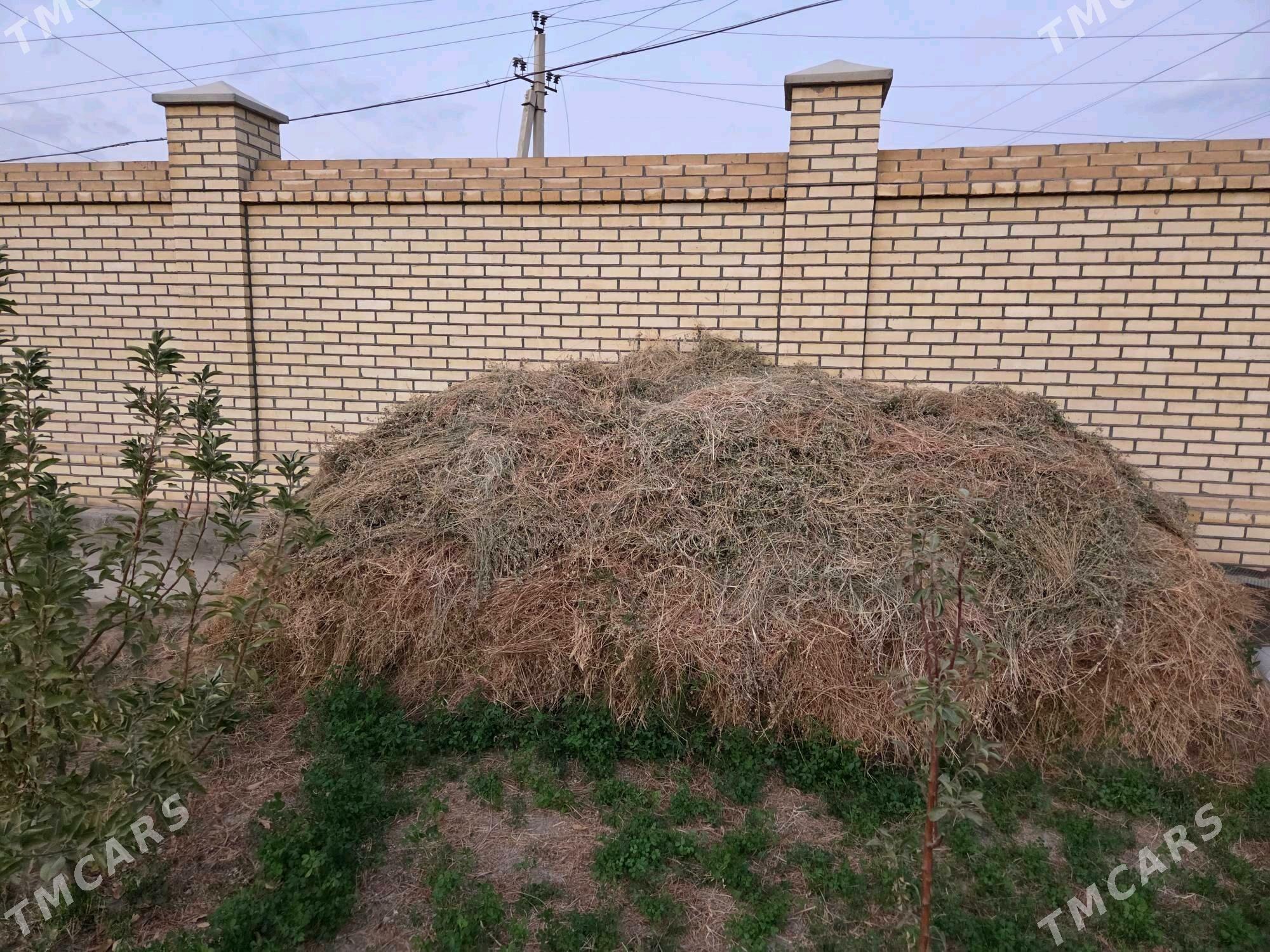 yorunja - Mary - img 3