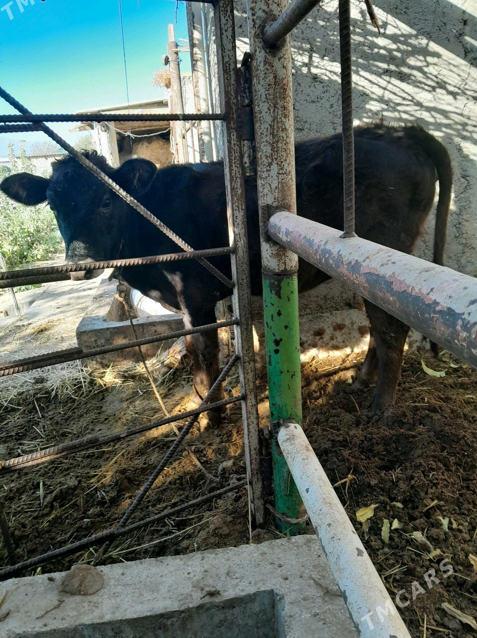 tuwe - Ак-Бугдайский этрап - img 3