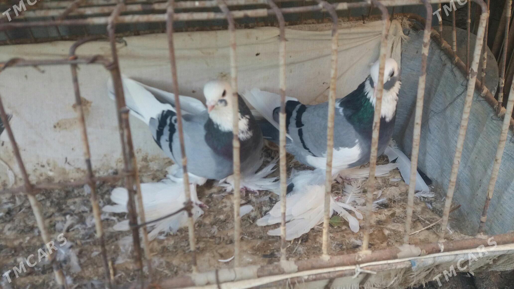 Kepderi - Mary - img 4